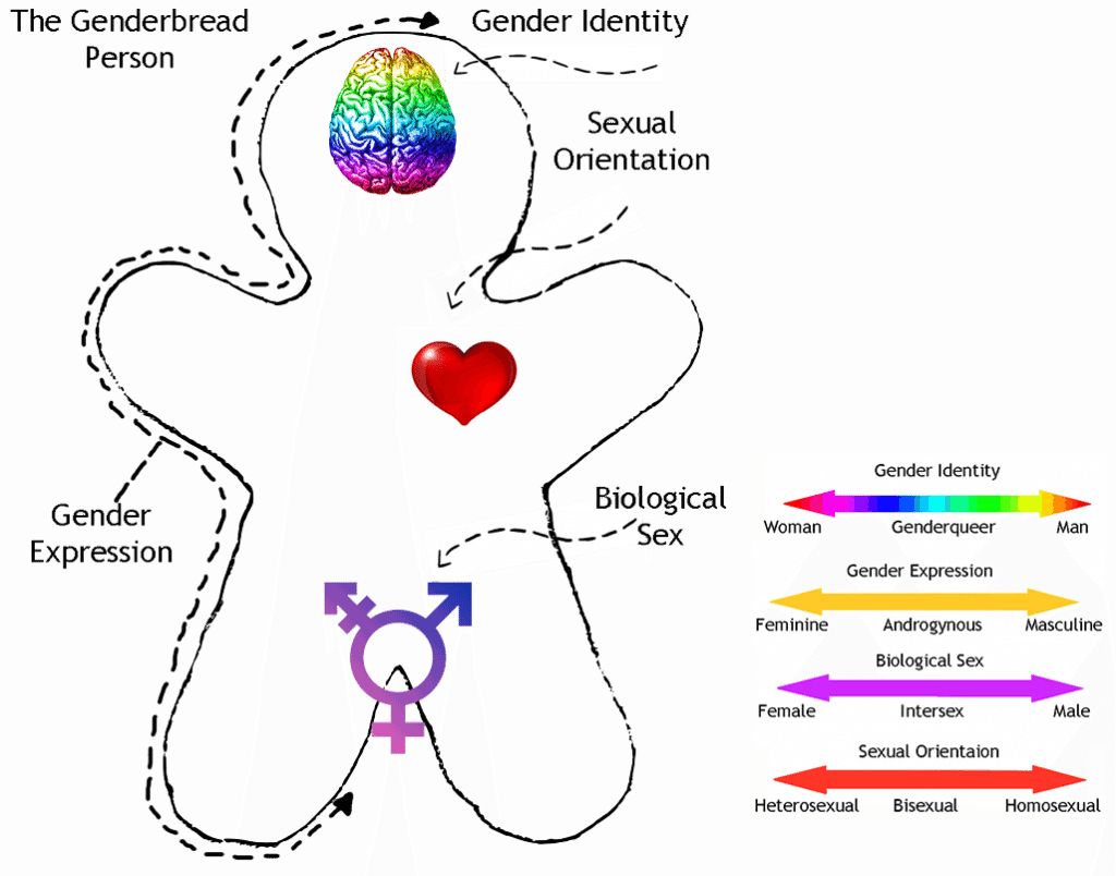 Understanding Pansexual, Gender Roles, Binarism, Gender Fluid